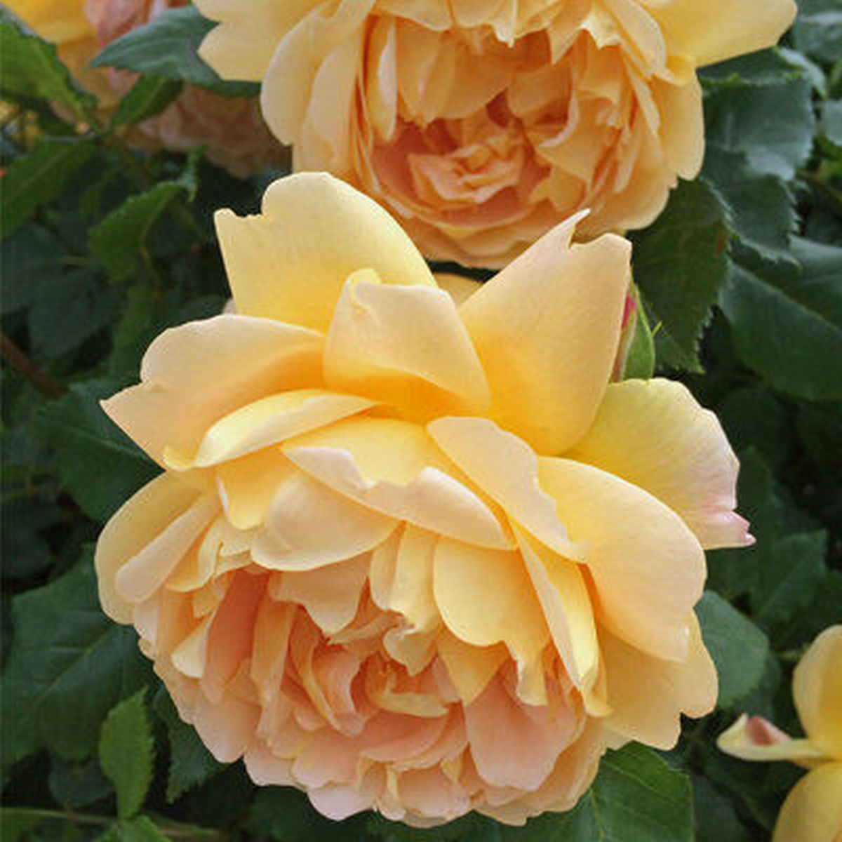 Роза английская парковая Батшеба, 1 шт.