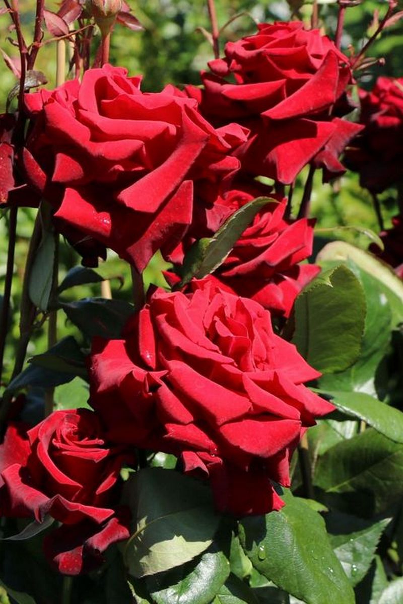 Роза чайно-гибридная Черная Магия/ЦКор