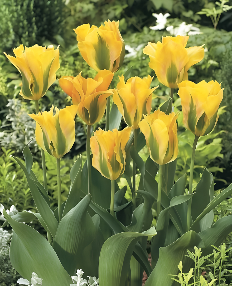 Тюльпан зеленоцветный Голден Артист, 11/12, 1 шт.