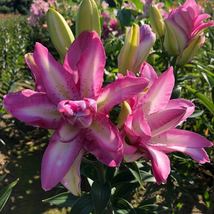 Лилия восточная махровая Лотус Дрим, 16/18, для выгонки, 1 шт.