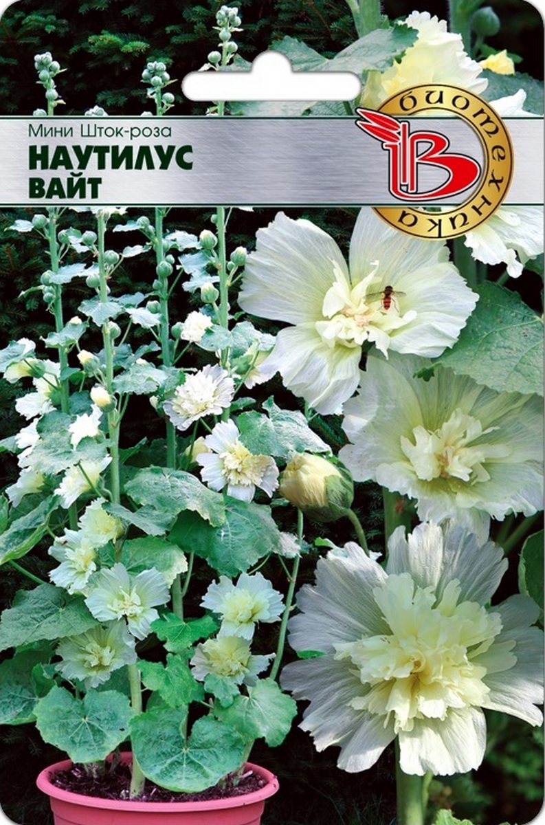 Мини Шток-Роза Наутилус Вайт, 8 шт. Биотехника