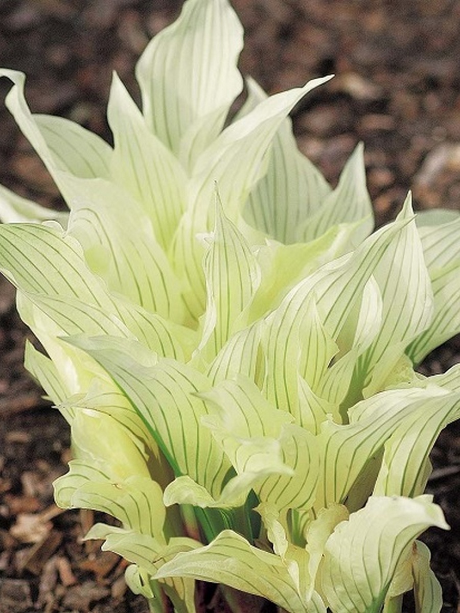 Хоста Уайт Февер XXL, 1 шт.
