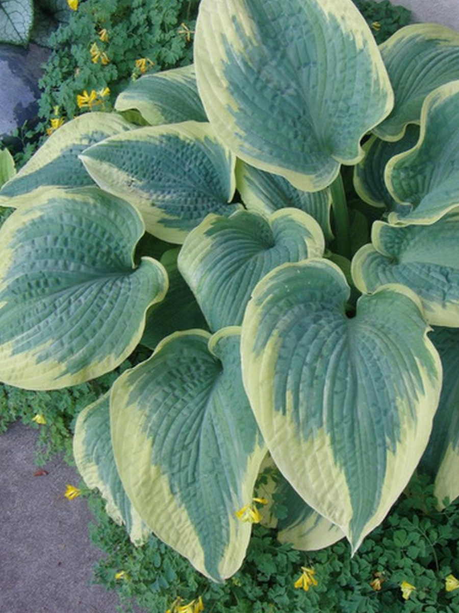 Хоста Роберт Фрост, 1 шт.