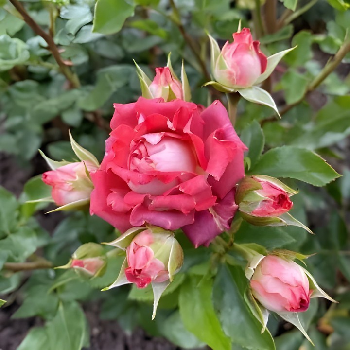 Роза спрей (миниатюрная) Тирамису/ЦКор