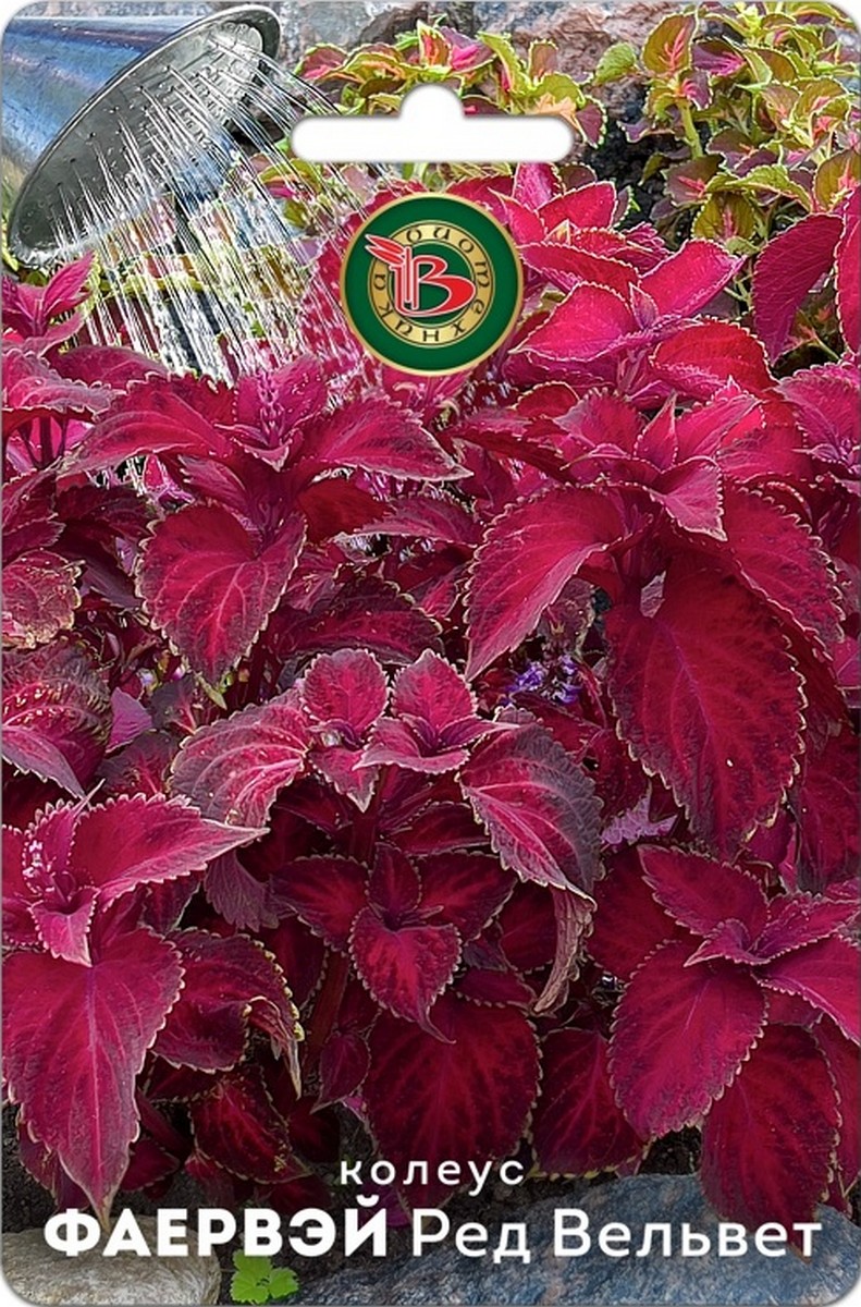 Колеус Фаервей Ред Вельвет, 10 шт. Биотехника