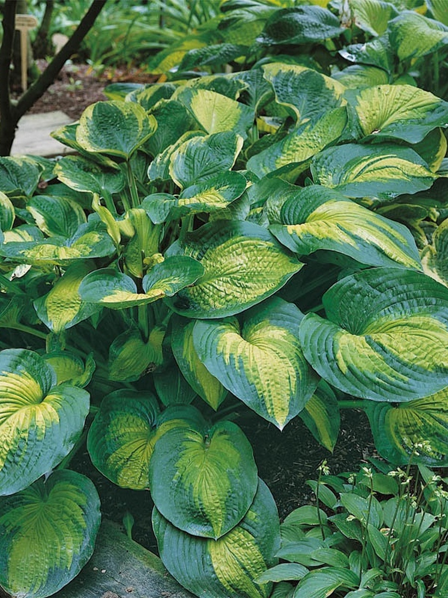 Хоста Супер Нова, 1 шт.