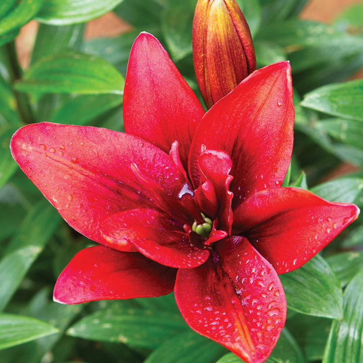 Лилия азиатская махровая Канари Варф, 1 шт.