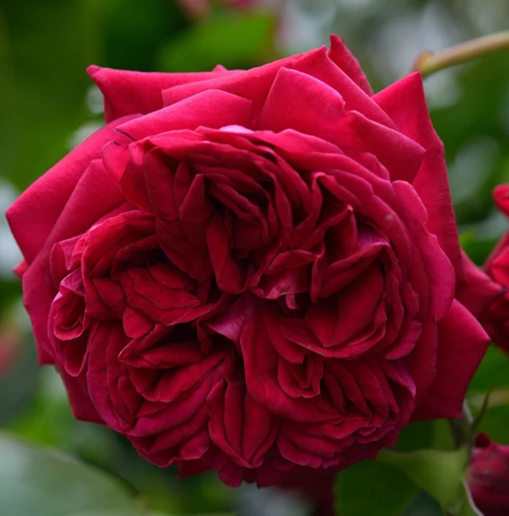 Роза флорибунда Републик де Монмартр/ЦКор