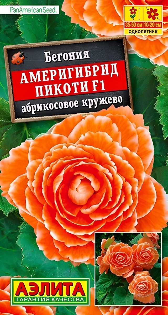 Бегония Америгибрид пикоти F1, абрикосовое кружево, 5 шт.