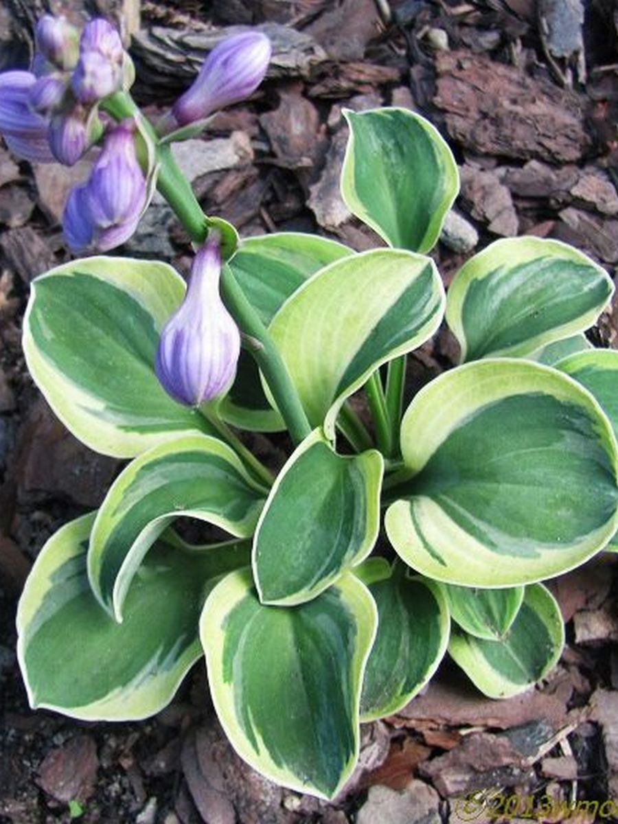 Хоста Фанни Маус, 1 шт.