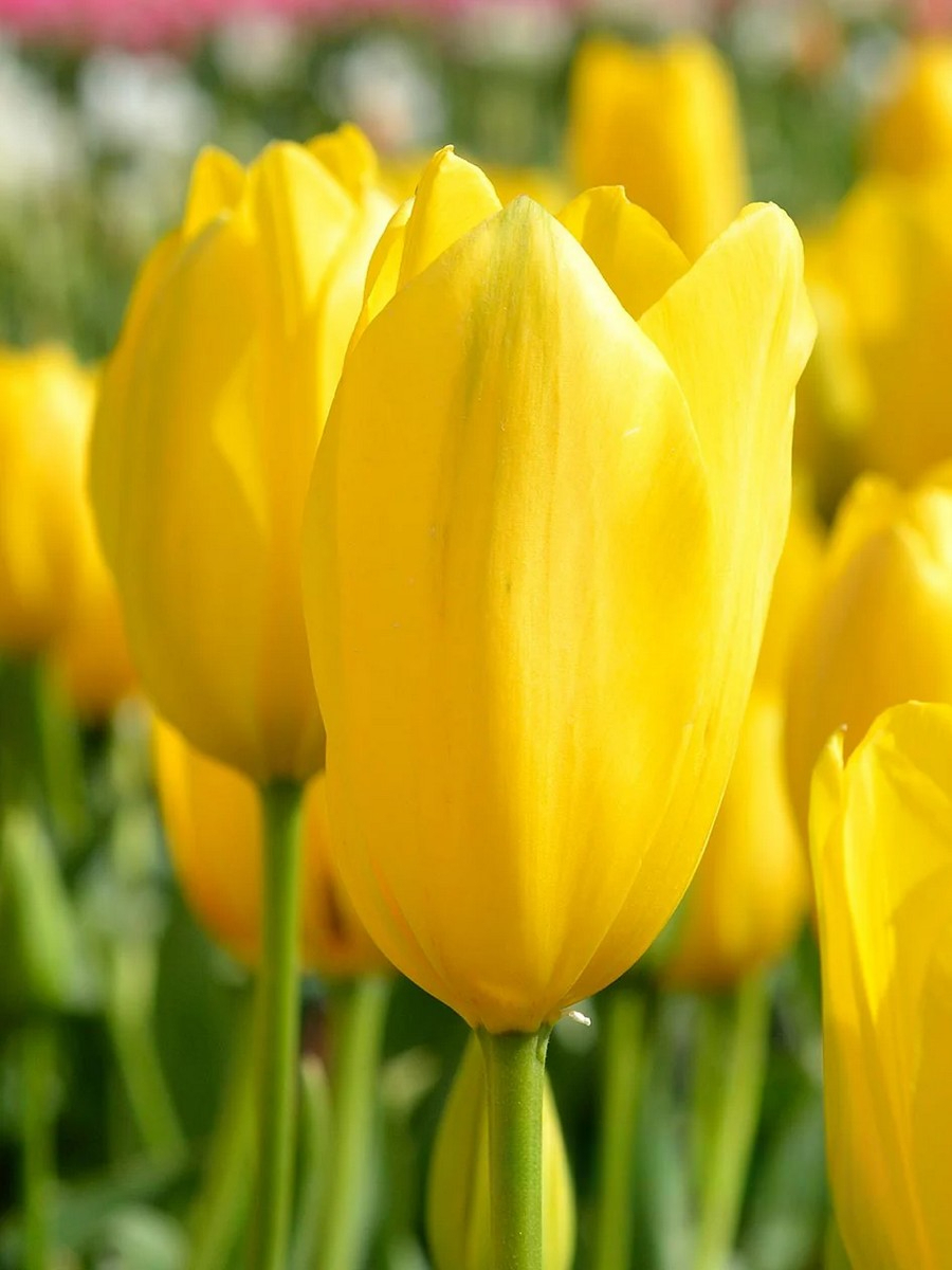 Тюльпан простой поздний Биг Смайл, 11/12, 1 шт.