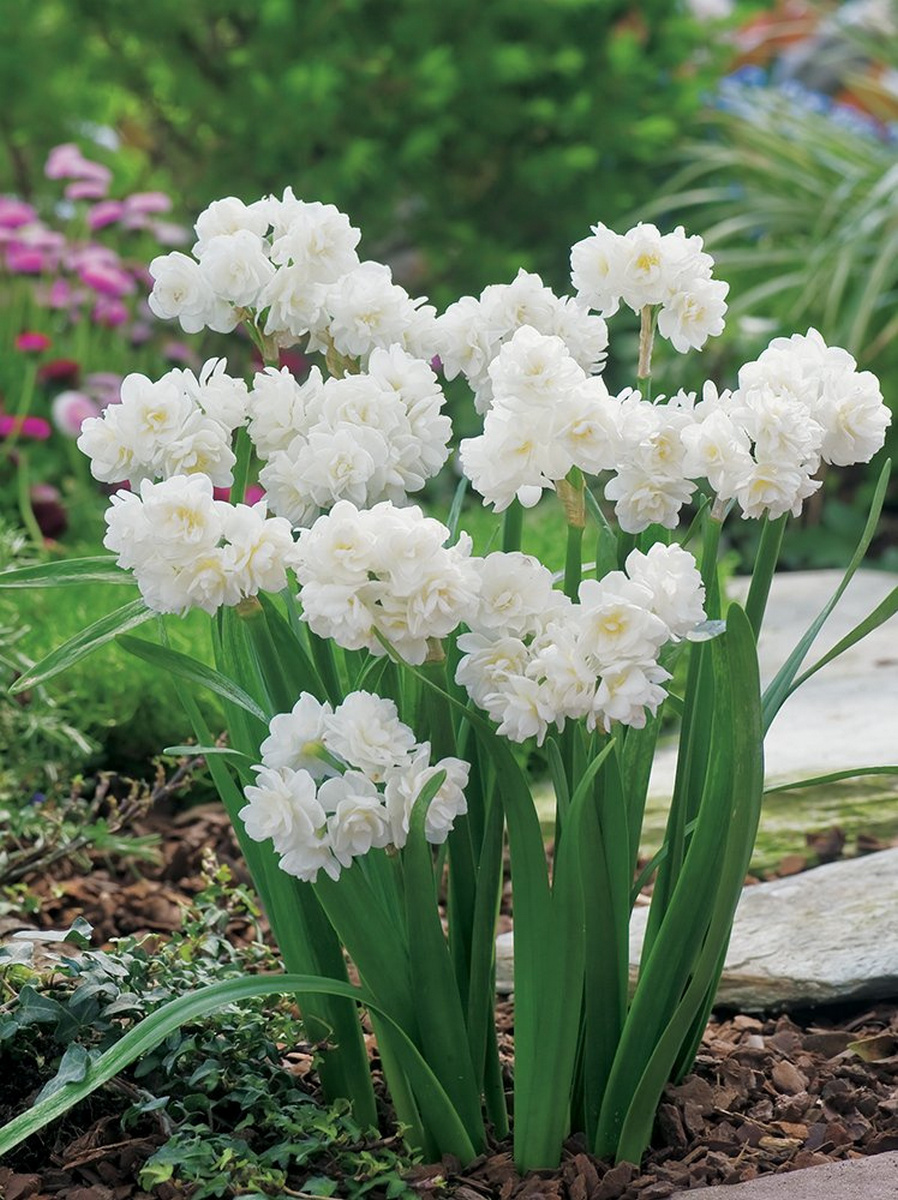 Нарцисс махровый многоцветковый Ёрлишер, 13/14, 1 шт.