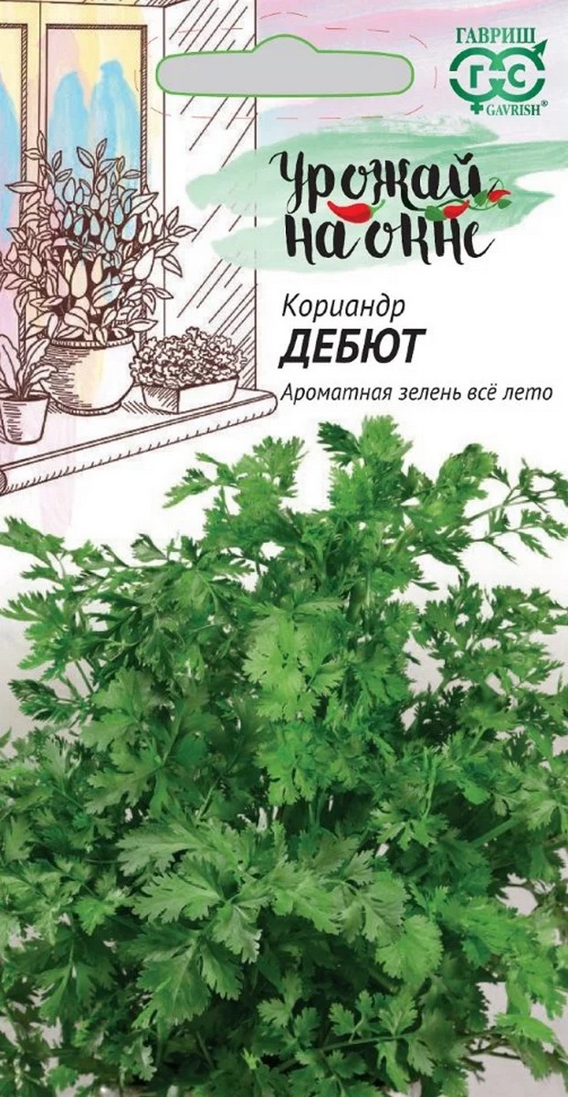 Кориандр Дебют, 2 г. Урожай на окне.