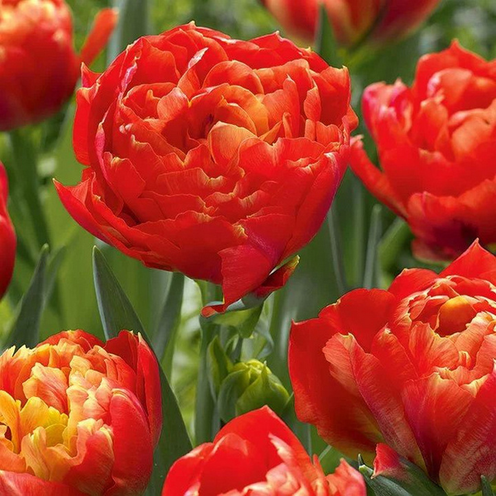 Тюльпан махровый поздний Датч Кинг, 11/12, 1 шт.