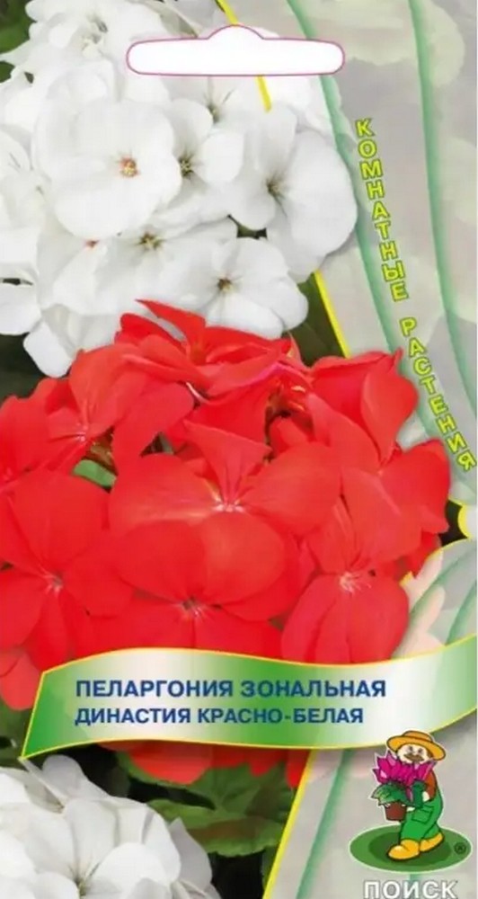 Пеларгония зональная Династия Красно-белая, 5 шт. Комнатные растения 