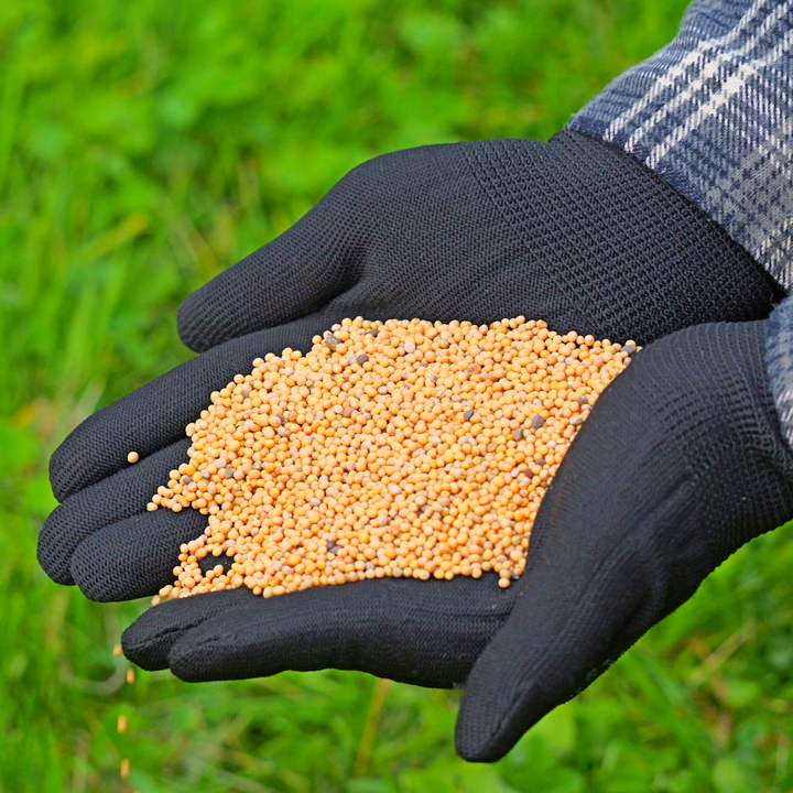 Стоит ли подкармливать сидераты удобрениями