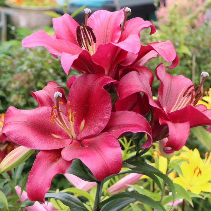 Лилия ОТ-гибрид Боррелло, 16/18, 1 шт.