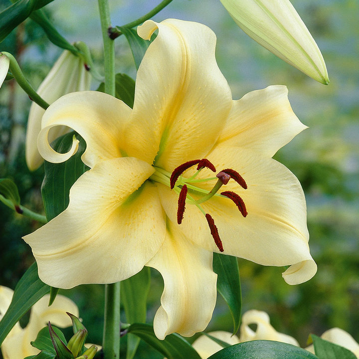 Лилия ОТ-гибрид Ханимун, 18/20, для выгонки, 1 шт.