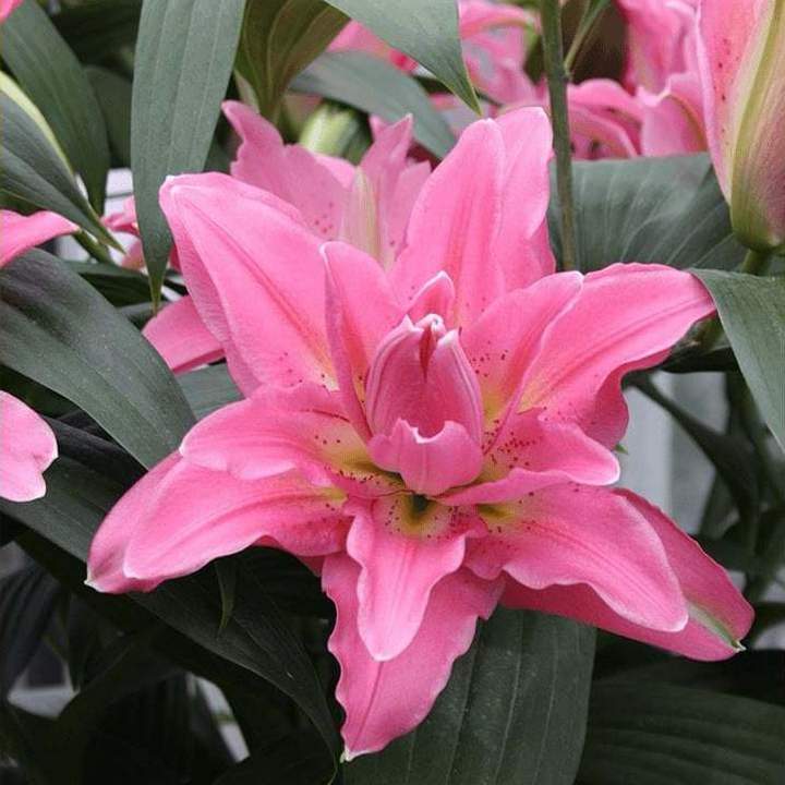 Лилия восточная махровая Roselily Патриция, 1 шт.