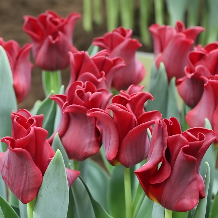 Тюльпан триумф Рэд Дресс, 11/12, 1 шт.