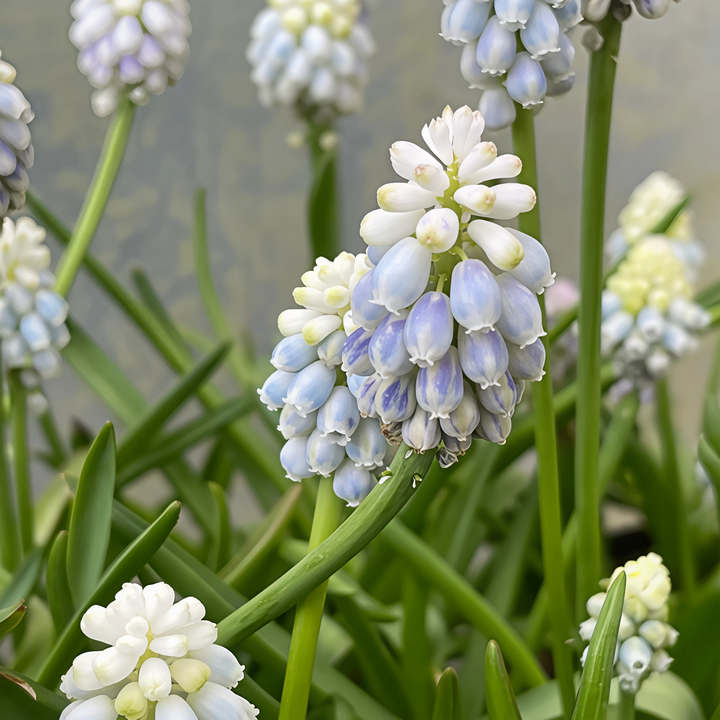 Мускари Пепперминт, 8/9, 1 шт.