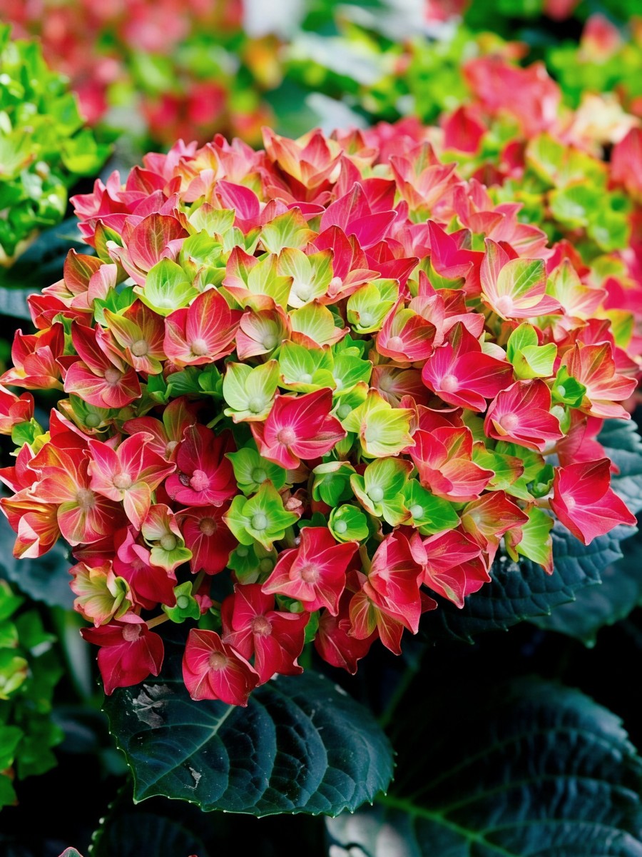 Гортензия крупнолистовая Рембрандт Россо Глори/ЦКорЛюкс