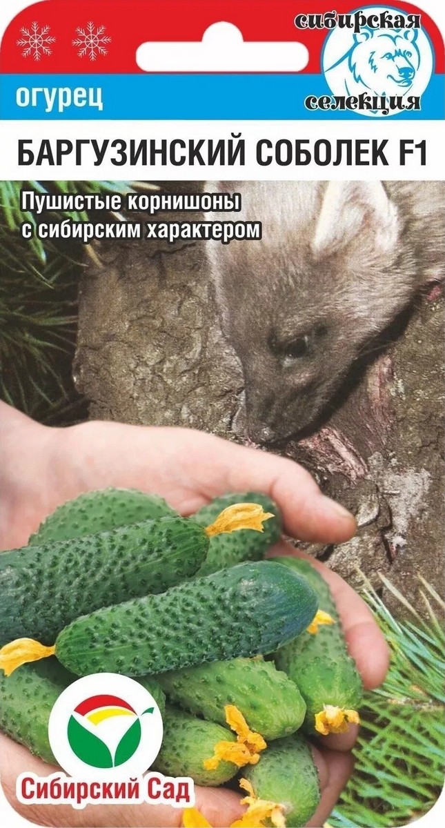 Огурец Баргузинский соболек F1, 7 шт. Сибирский сад