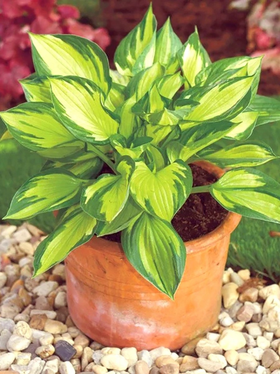 Хоста Колоред Халк, 1 шт. 