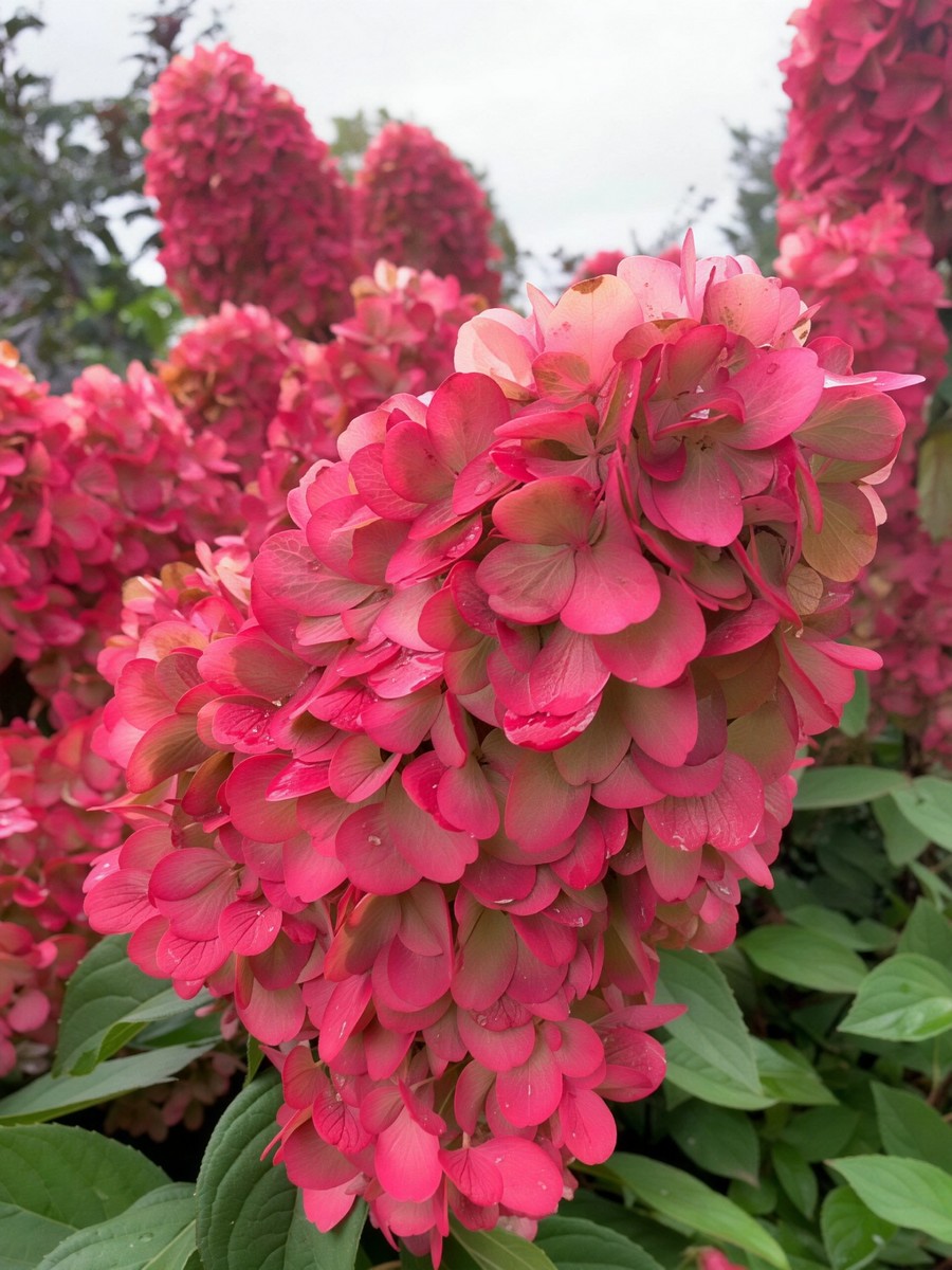 Гортензия метельчатая Бонфайр/ЦКорЛюкс