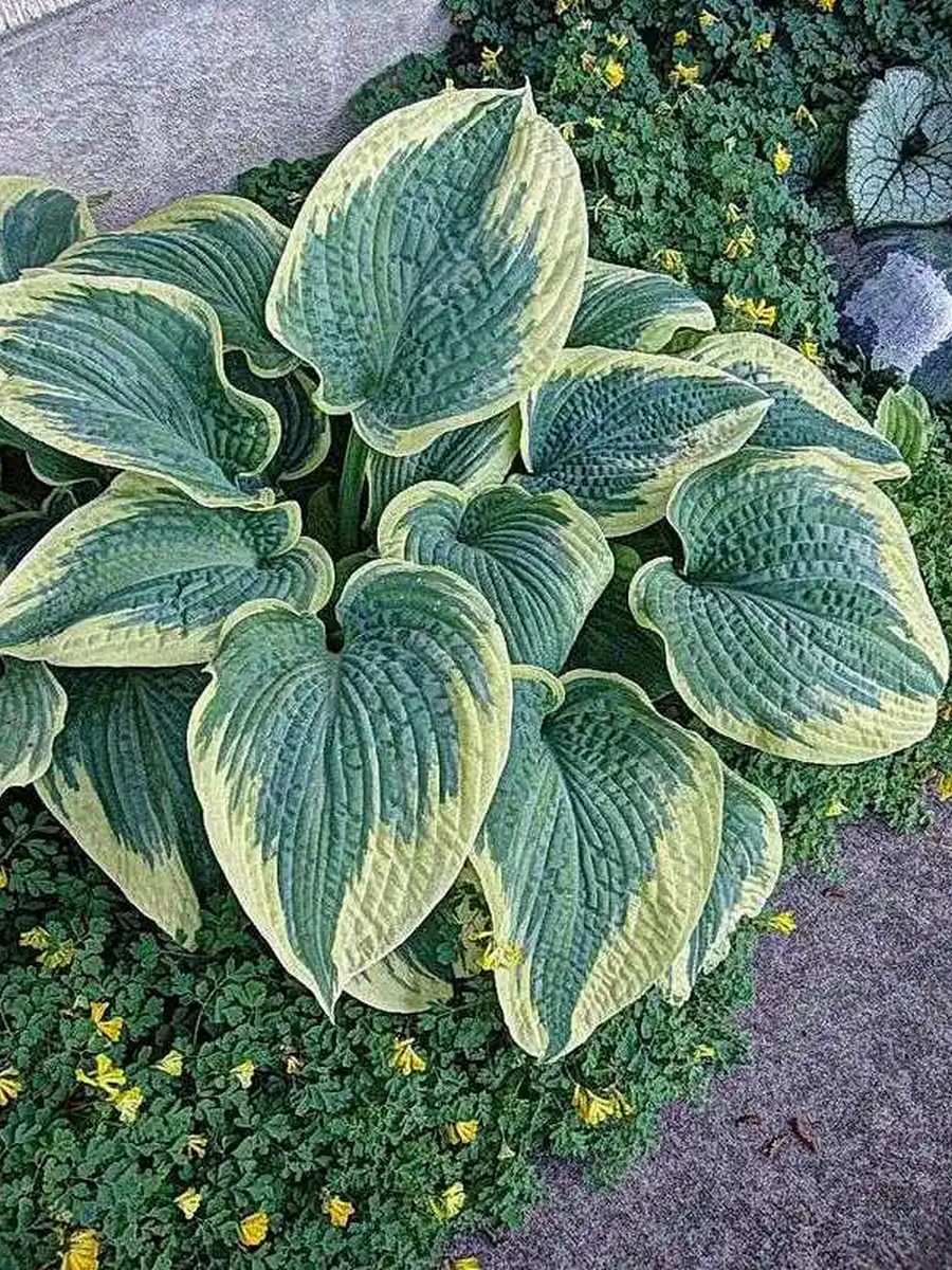 Хоста Роберт Фрост, 1 шт.