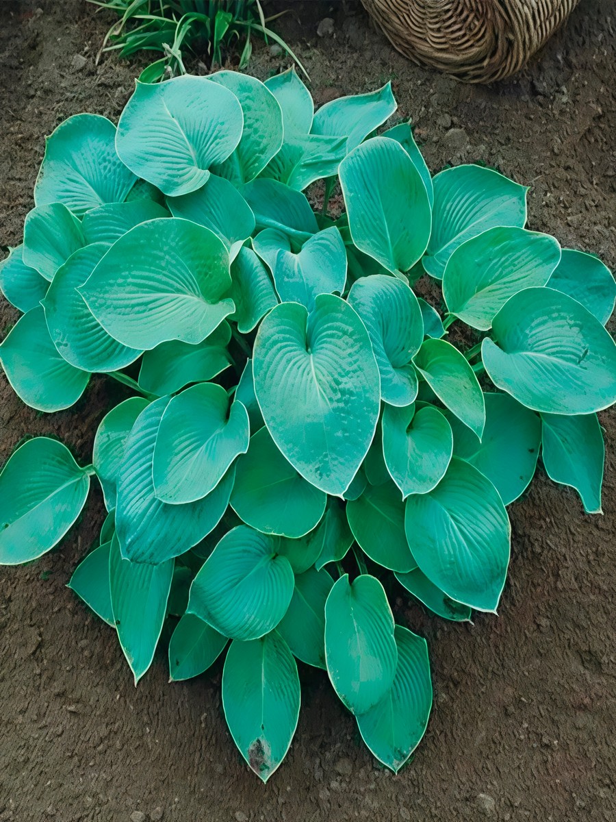 Хоста Бакшоу Блю, 1 шт.