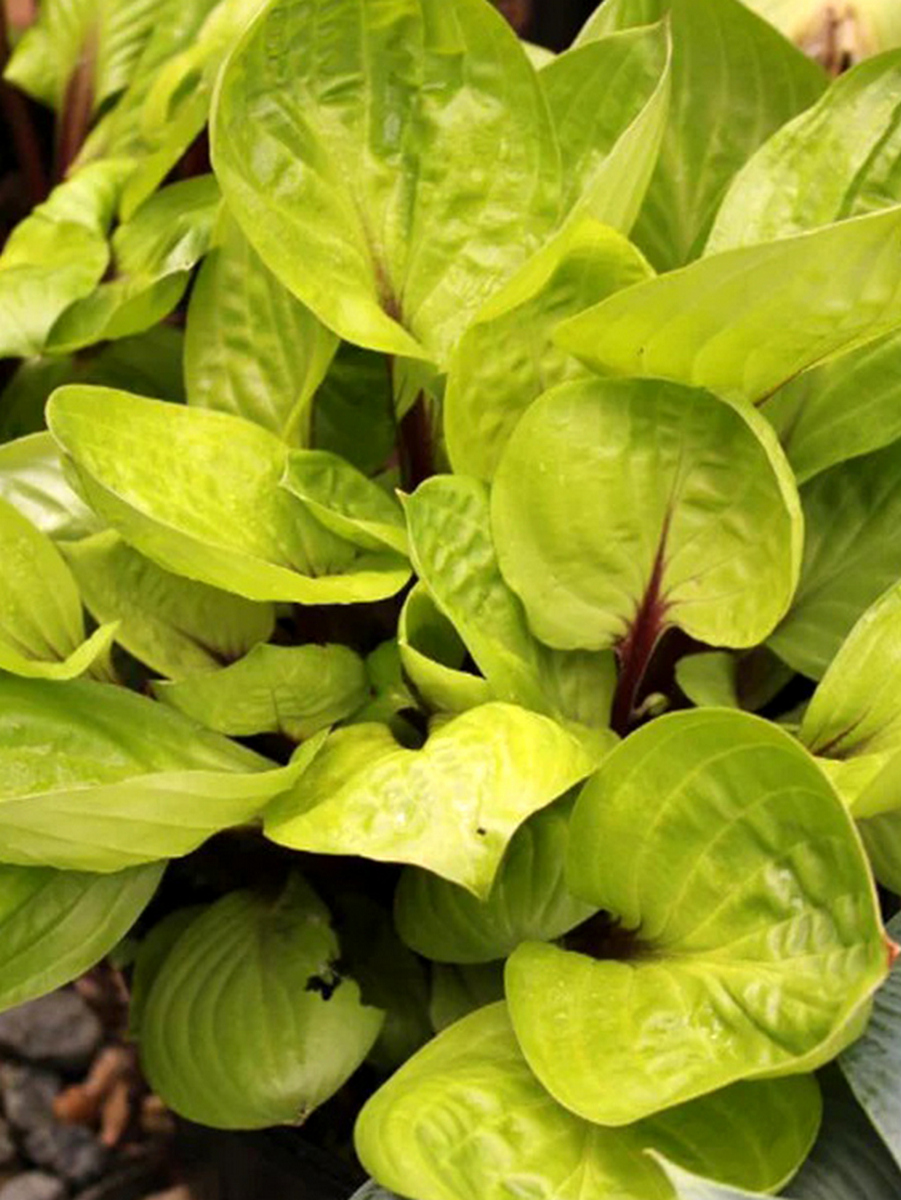 Хоста Лемон Снэп, 1 шт.