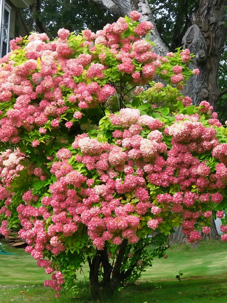 Гортензия метельчатая Фантом