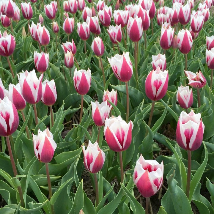 Тюльпан простой ранний Генуя, 11/12, 1 шт.