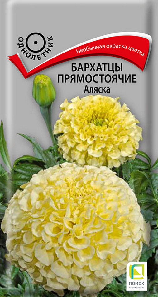 Бархатцы прямостоячие Аляска, 0,4 г