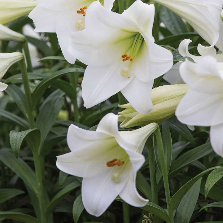 Лилия длинноцветковая Линкольн, 12/14, 1 шт.