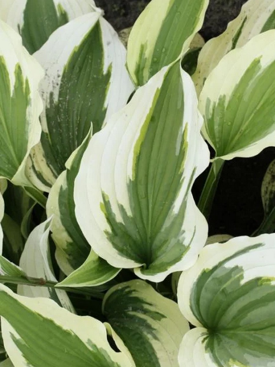 Хоста Силк Роуд, 1 шт.