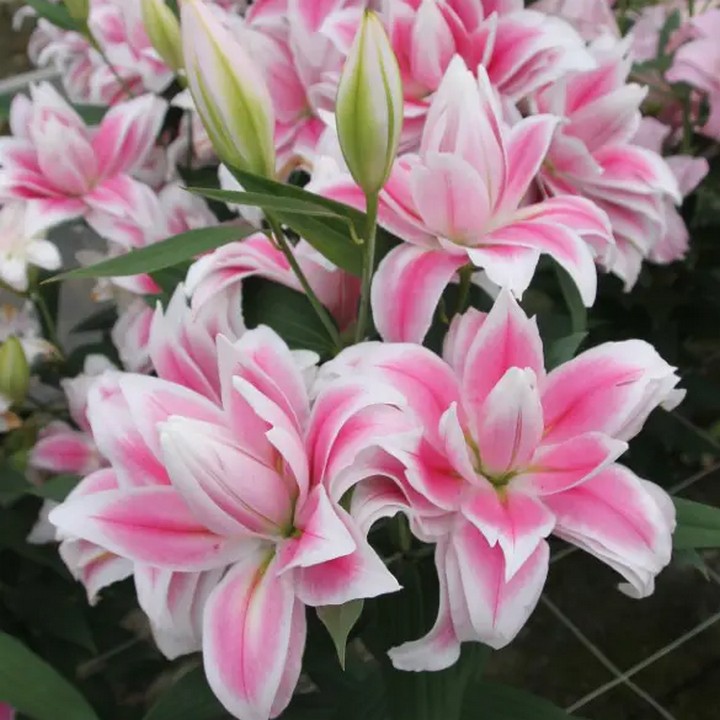 Лилия восточная махровая Романо, 12/14, 1 шт.