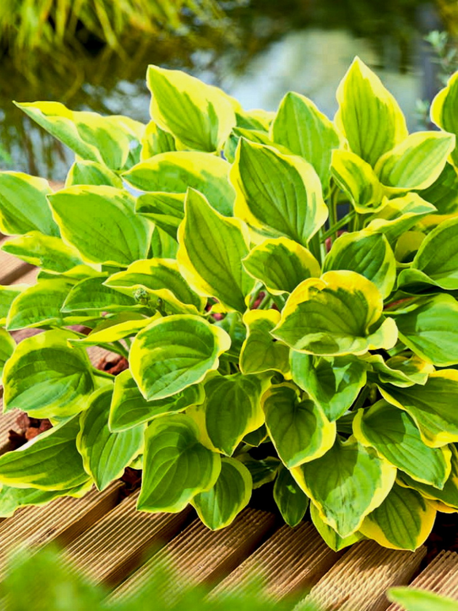 Хоста Голден Тиара, 1 шт.