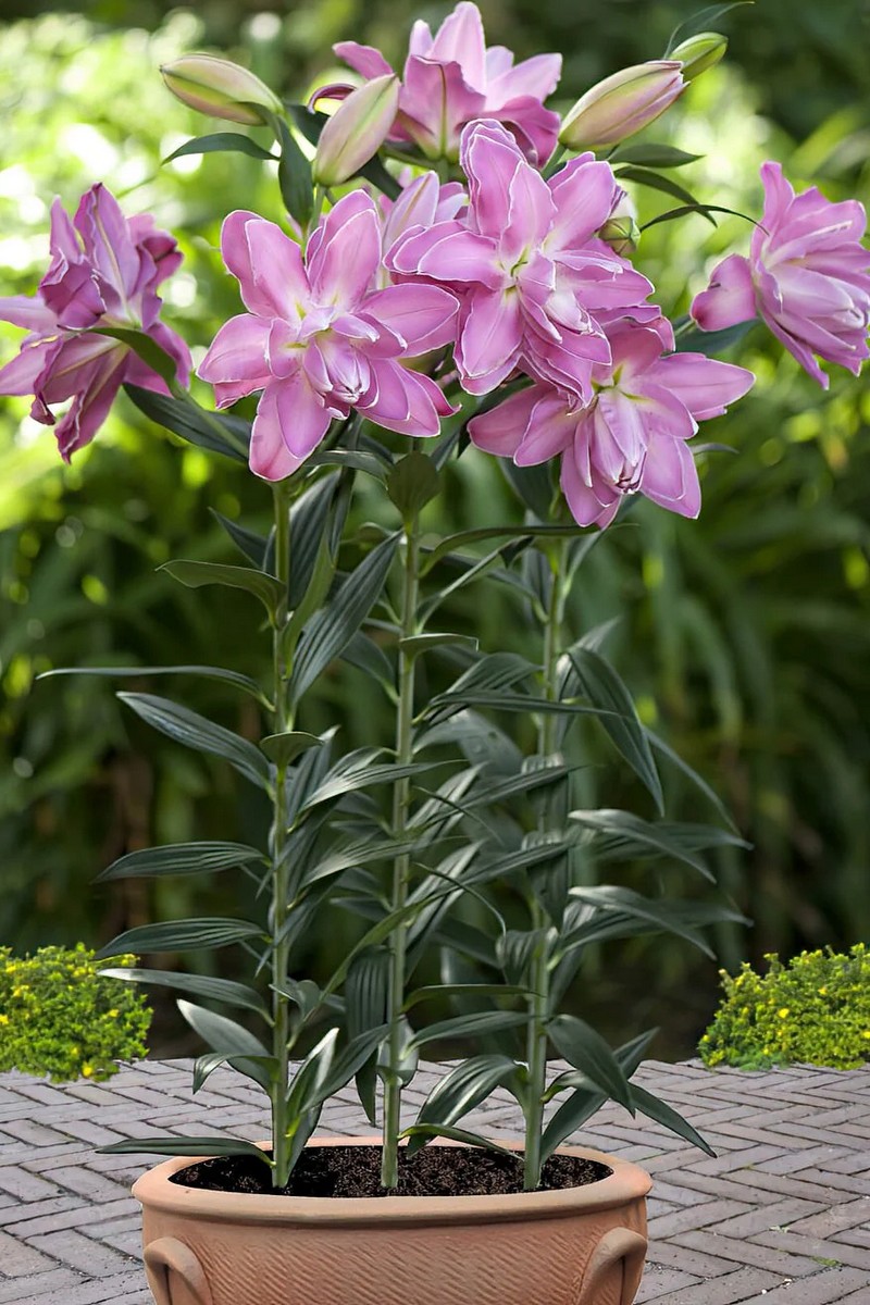 Лилия восточная махровая Лотус Уандер, 16/18, для выгонки, 1 шт.