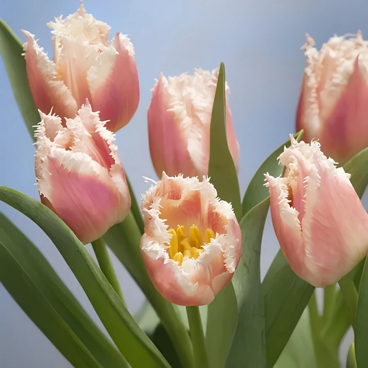 Тюльпан бахромчатый Белль Сонг, 11/12, 1 шт.