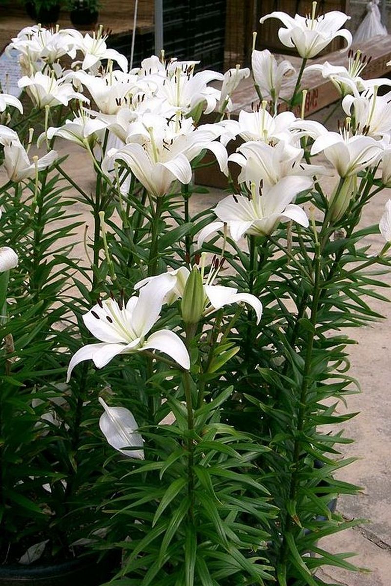 Лилия азиатская Навонна, 12/14, 1 шт.