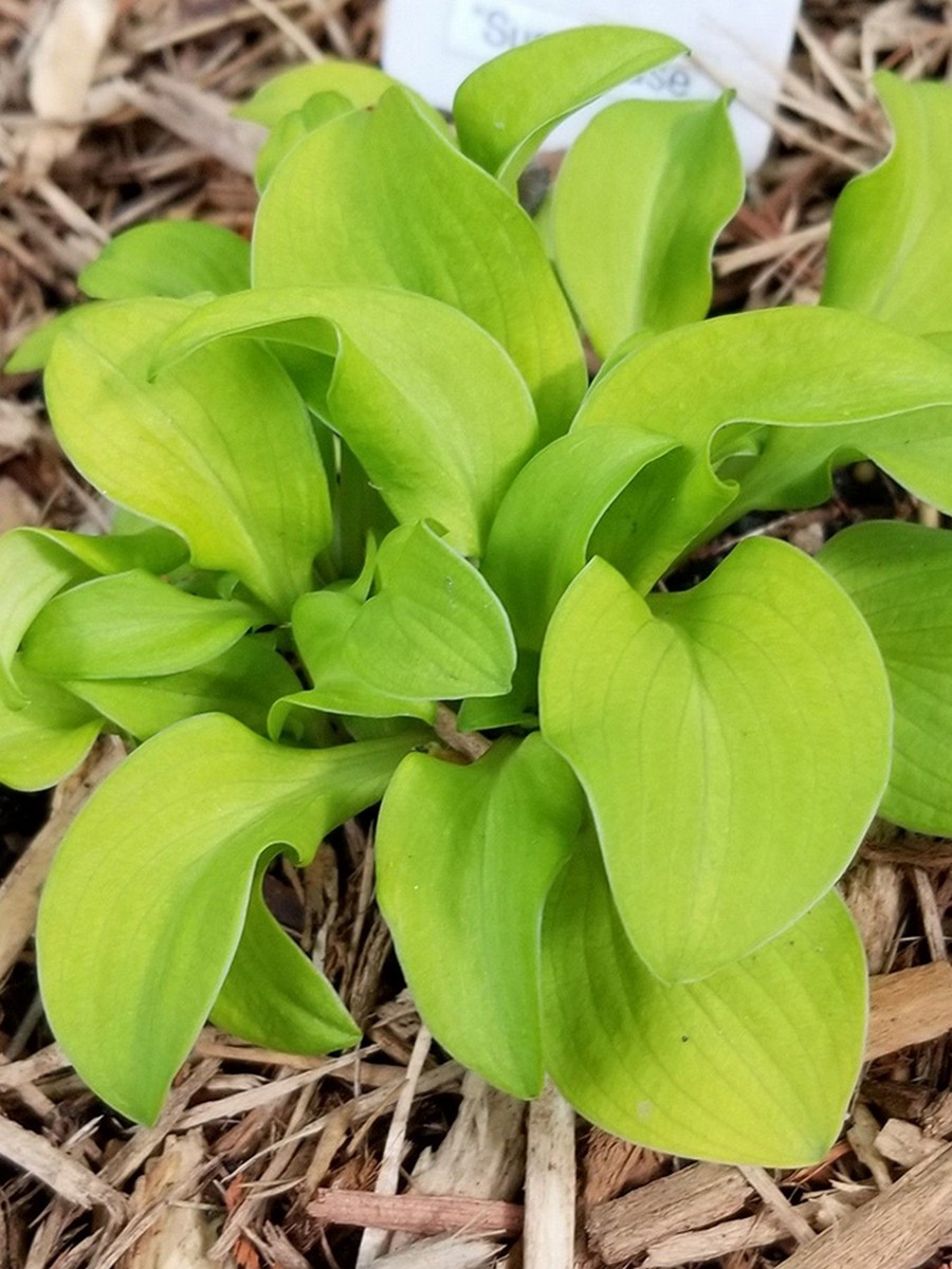 Хоста Сан Маус, 1 шт.