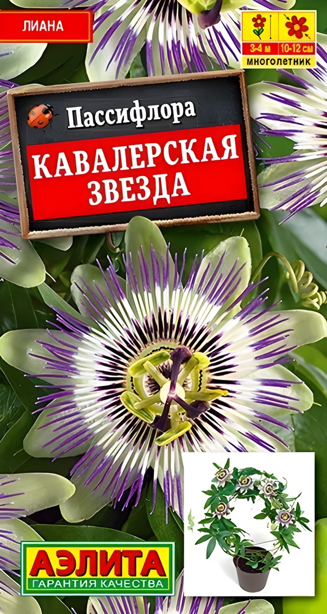 Пассифлора Кавалерская звезда, 5 шт. 