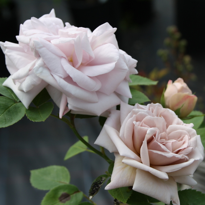 Роза плетистая Эш Венсдей/ЦКор