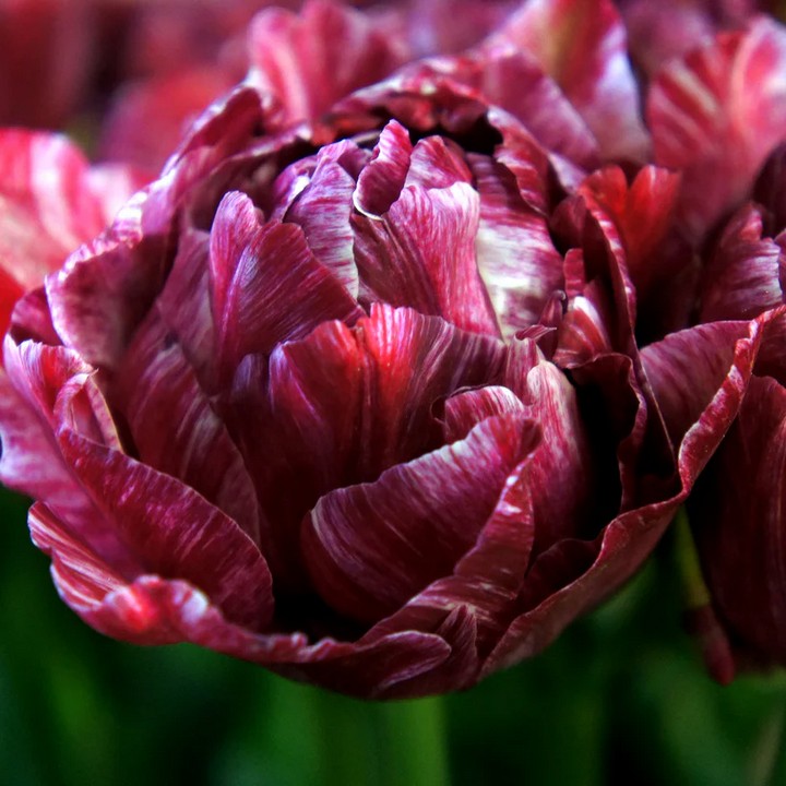 Тюльпан махровый поздний Ночной Дозор, 11/12, 1 шт.