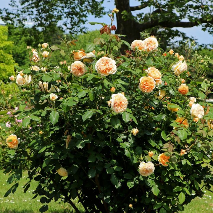 Роза английская парковая Краун Принцесс Маргарет/ЦКорЛюкс