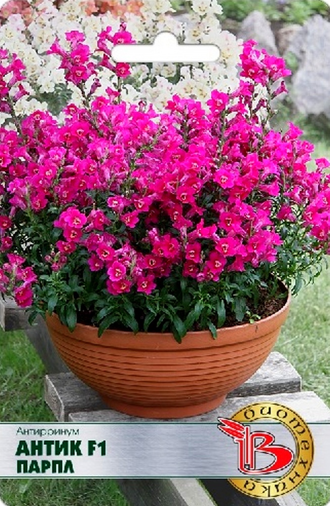 Антирринум Антик F1 Парпл, 20 шт. Биотехника