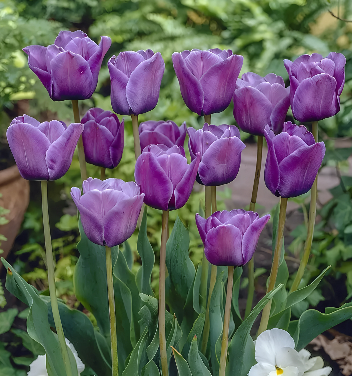Тюльпан простой поздний Блю Эймебл, 11/12, 1 шт.