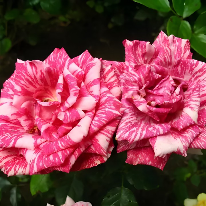 Роза чайно-гибридная Пинк Интуишн/ЦКор